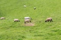 Idillic landscape sheep, lambs, ram on green grass Royalty Free Stock Photo