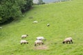 Idillic landscape with sheep, lambs, ram