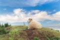 Idillic landscape with sheep, lambs, ram Royalty Free Stock Photo