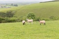 Idillic landscape with sheep, lambs, ram on a perfect juicy gree Royalty Free Stock Photo