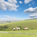 Idillic landscape with sheep, lambs, ram on a perfect juicy gree