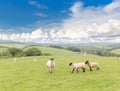 Idillic landscape with sheep, lambs, ram on a perfect juicy gree Royalty Free Stock Photo