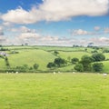 Idillic landscape with sheep, lambs, ram on a perfect juicy gree Royalty Free Stock Photo