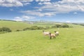 Idillic landscape sheep, lambs, ram on green grass Royalty Free Stock Photo