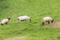 Idillic landscape with sheep, lambs, ram on a perfect juicy green grass fields and hills near ocean Royalty Free Stock Photo