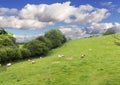Idillic meadow landscape with sheep, lambs, ram Royalty Free Stock Photo