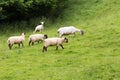 Idillic meadow landscape with sheep, lambs, ram Royalty Free Stock Photo