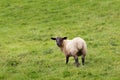 Idillic meadow landscape with sheep, lambs, ram Royalty Free Stock Photo