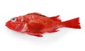 Idiot fish, kinki Royalty Free Stock Photo