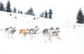 Iditarod Trail Sled Dog Race winter background