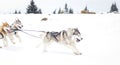 Iditarod Trail Sled Dog Race winter background Royalty Free Stock Photo