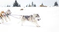 Iditarod Trail Sled Dog Race winter background