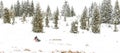 Iditarod Trail Sled Dog Race winter background Royalty Free Stock Photo