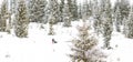 Iditarod Trail Sled Dog Race winter background