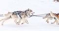 Iditarod Trail Sled Dog Race winter background Royalty Free Stock Photo