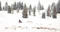 Iditarod Trail Sled Dog Race winter background