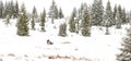 Iditarod Trail Sled Dog Race winter background