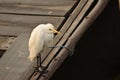 Watchful little egret sitting on wooden deck of a boat