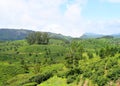 Idly Hills, Greenery, and Tea Gardens in Natural Landscape in Munnar, Idukki, Kerala, India