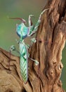 Idolomantis back view Royalty Free Stock Photo