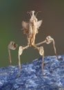 Idolomantis on rock Royalty Free Stock Photo