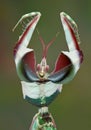 Idolomantis Threat