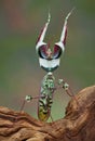 Idolomantis threat display Royalty Free Stock Photo