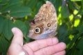 Idomeneus Giant Owl Butterfly (Caligo idumeneus)