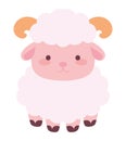 idul adha sheep