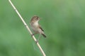 Iduna caligata. Bird on a dry branch on a summer day