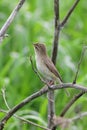 Iduna caligata. The booted Warbler is a summer`s day