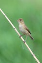 Iduna caligata. The booted Warbler looks carefully Royalty Free Stock Photo