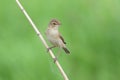 Iduna caligata. The booted Warbler sat down on a dry branch