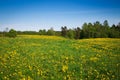 Idylic country scene dandelion field Royalty Free Stock Photo