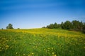 Idylic country scene dandelion field Royalty Free Stock Photo