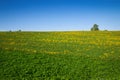 Idylic country scene dandelion field Royalty Free Stock Photo