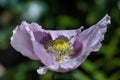 Idylic Lilac and Purple Breadseed Poppy Flower in the wind on a green spring garden. Royalty Free Stock Photo