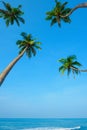 Ocean beach with hanging palm trees at tropical island