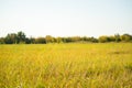 Idylic summer field with grass panorama, nature landscapes