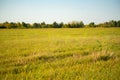 Idylic summer field with grass panorama, nature landscapes