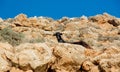 Idylic west Crete landscape with goats