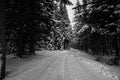 Idylic winter road in the forest / Cold winter day / Winter / Driving concept