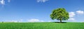 Idyll, panoramic landscape, lonely tree among green fields Royalty Free Stock Photo