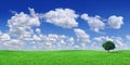 Idyll, panoramic landscape, lonely tree among green fields Royalty Free Stock Photo