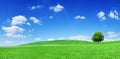 Idyll, panoramic landscape, lonely tree among green fields