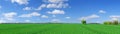 Idyll, panoramic landscape, lonely tree among green fields Royalty Free Stock Photo