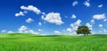 Idyll, lonely tree among green fields Royalty Free Stock Photo