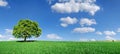 Idyll, panoramic landscape, lonely tree among green fields