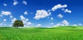 Idyll, panoramic landscape, lonely tree among green fields