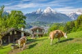 Idyllic alpine scenery with mountain chalets and cows grazing on green meadows in springtime